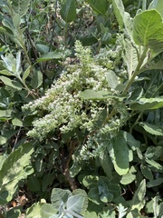 Eriogonum giganteum