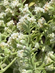 Eriogonum giganteum
