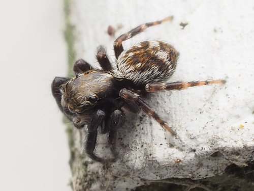 Black-palped Jumping Spider photo 3