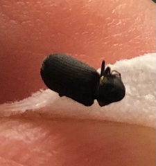 Hadrobregmus pertinax