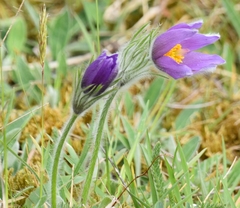 Pulsatilla vulgaris
