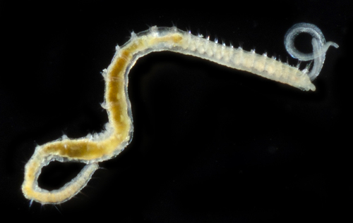 Representative image of Spiophanes