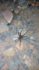 Guasuctenus longipes