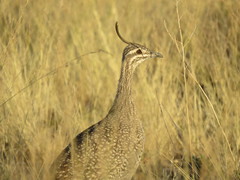 Eudromia elegans