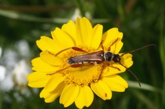 Stenopterus mauritanicus