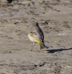 Setophaga palmarum image