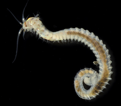 Representative image of Onuphidae