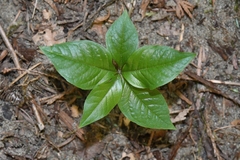 Lysimachia latifolia
