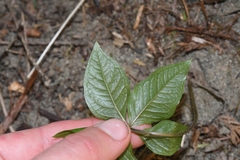 Lysimachia latifolia