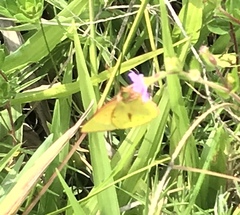 Colias dimera