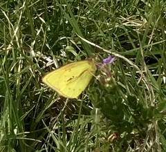 Colias dimera