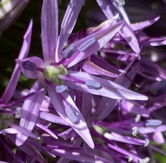 Allium aflatunense