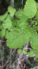 Eriophyes emarginatae