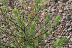 Hedosyne ambrosiifolia