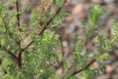 Hedosyne ambrosiifolia