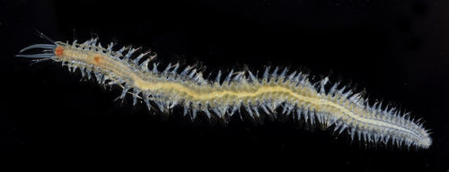 Lepidasthenia berkeleyae