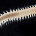 Nephthys's Sand-Worms - Photo (c) smithsonian_marinegeo, some rights reserved (CC BY-NC-SA), uploaded by smithsonian_marinegeo