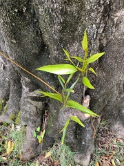 Elaeodendron orientale