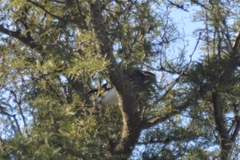 Spiziapteryx circumcincta