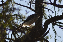 Spiziapteryx circumcincta