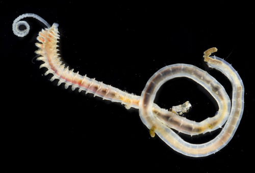 Prionospio steenstrupi
