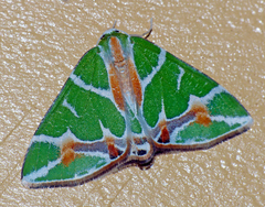 Chlorodes boisduvalaria