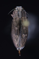 Chrysobothris cribraria