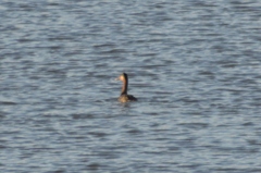 Podiceps major
