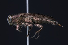 Chrysobothris cribraria