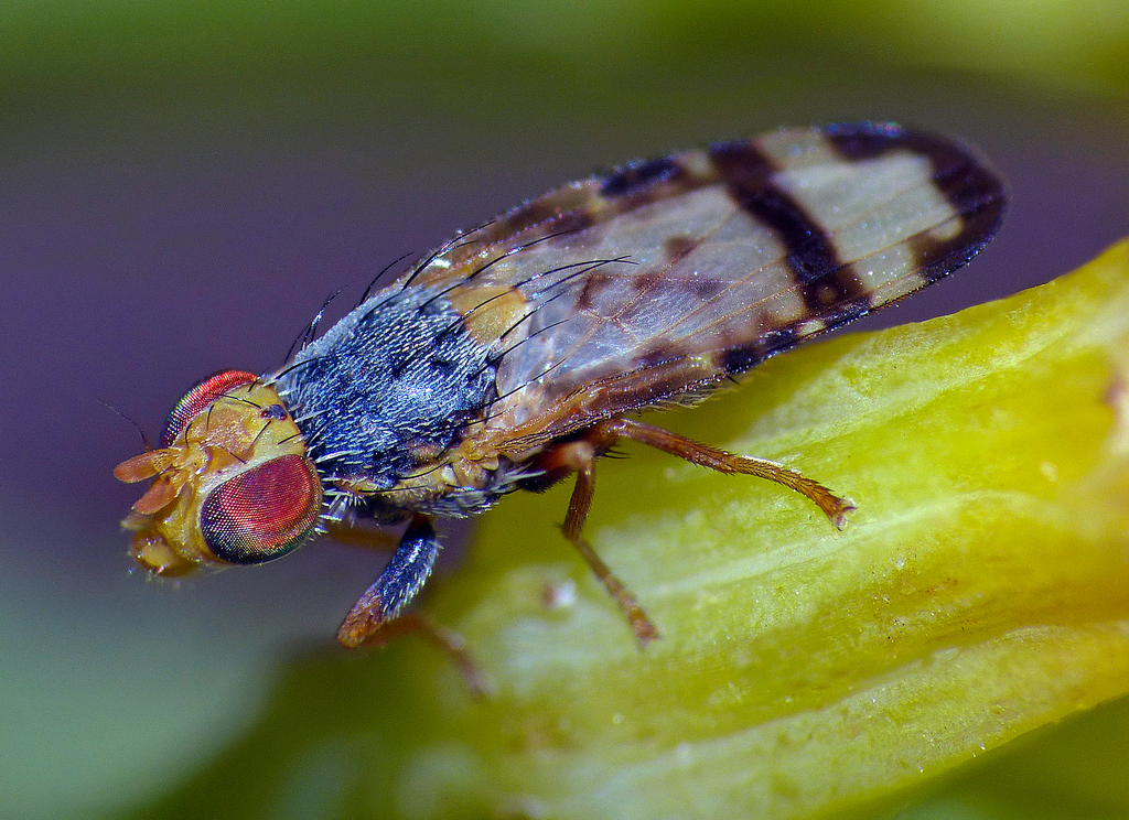 Sphenella ruficeps