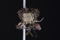 Chrysobothris cribraria