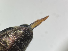 Chrysobothris cribraria