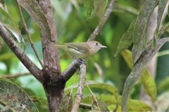 Pachysylvia aurantiifrons