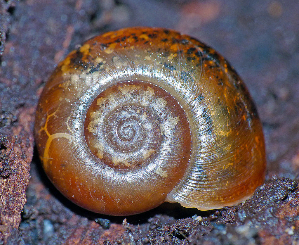 Stenacapha