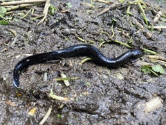 Siren lacertina