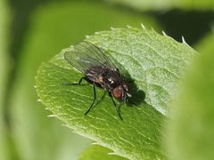 Coenosia atra