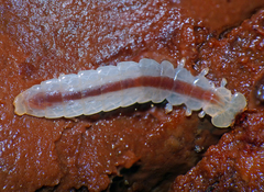 Prostomis atkinsoni