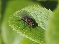 Coenosia atra