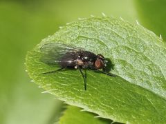 Coenosia atra