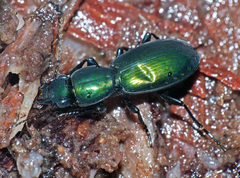Promecoderus viridiaeneus