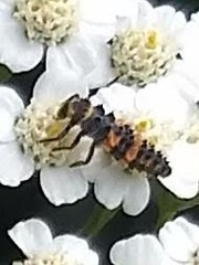 Coleomegilla maculata