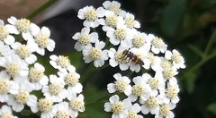 Coleomegilla maculata