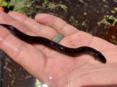 Siren lacertina
