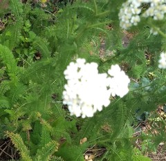 Achillea millefolium
