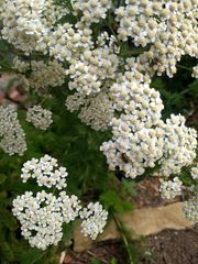 Achillea millefolium