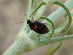 Deraeocoris ribauti