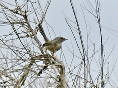 Curruca undata