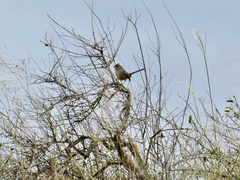 Curruca undata