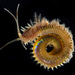 Diopatra - Photo (c) smithsonian_marinegeo, some rights reserved (CC BY-NC-SA), uploaded by smithsonian_marinegeo