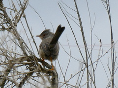 Curruca undata